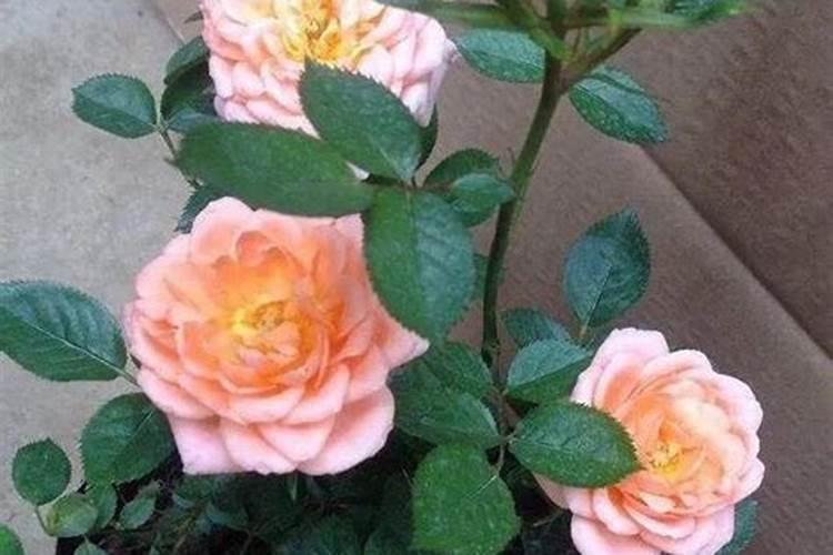 月季怎样喷施叶面肥？