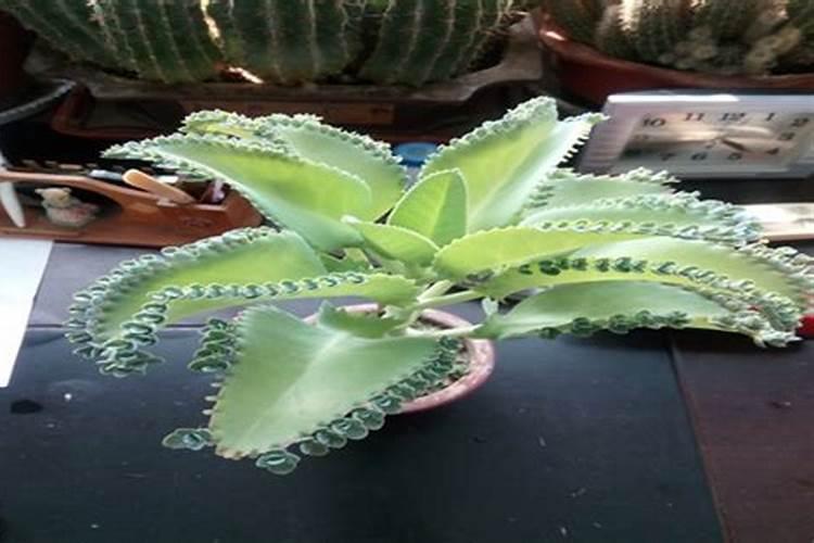 落地生根怎么养才能开花