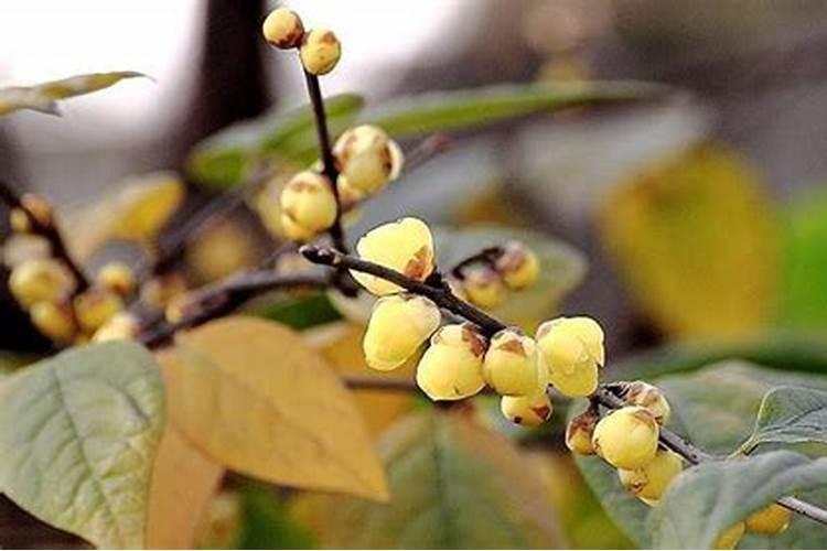 腊梅怎么养？腊梅保养妙招花开不断!