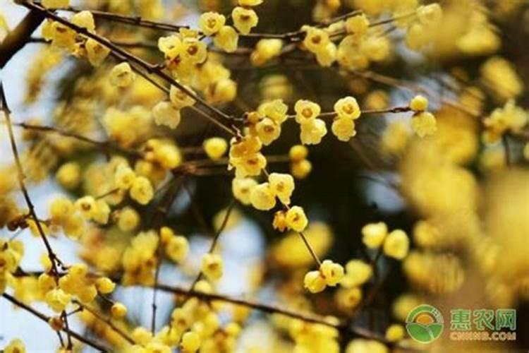盆栽腊梅花怎么养