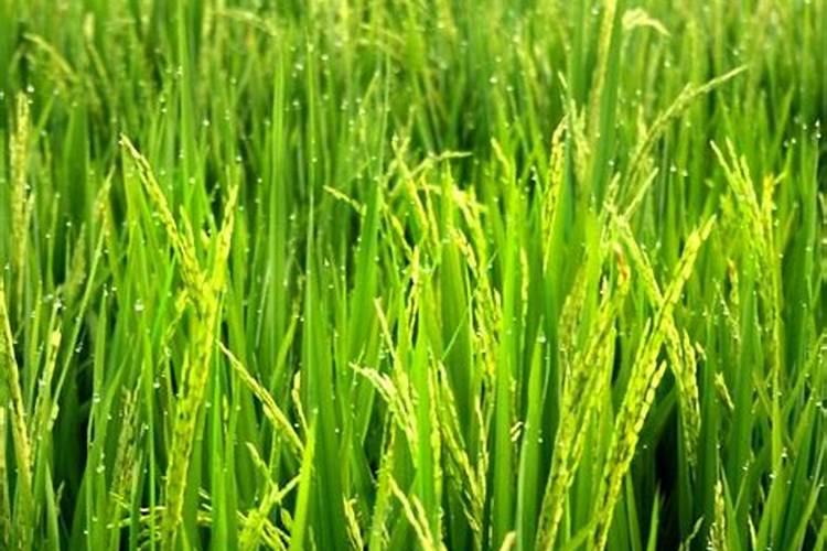 抽穗是禾谷类作物发育完全的穗,水稻抽穗期施什么肥好？