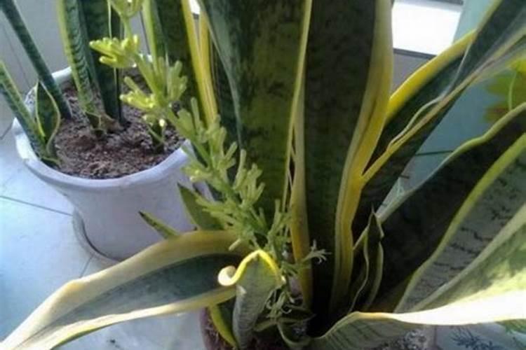 全国最大腐植酸生产厂家