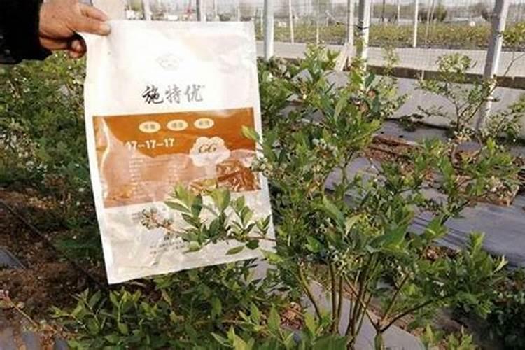 蓝莓用什么肥料
