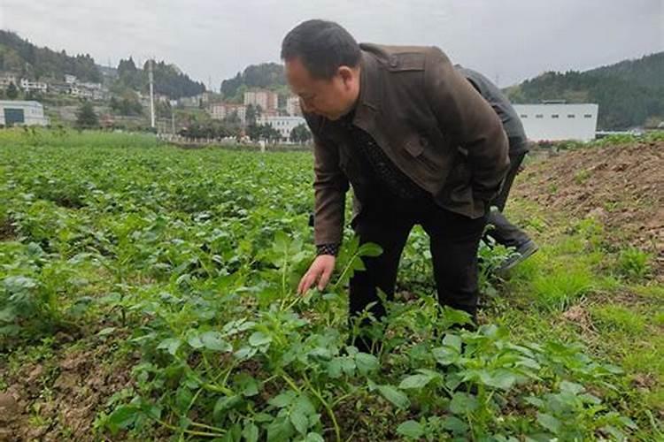 水稻孕穗期可以打除草剂吗 注意事项有哪些