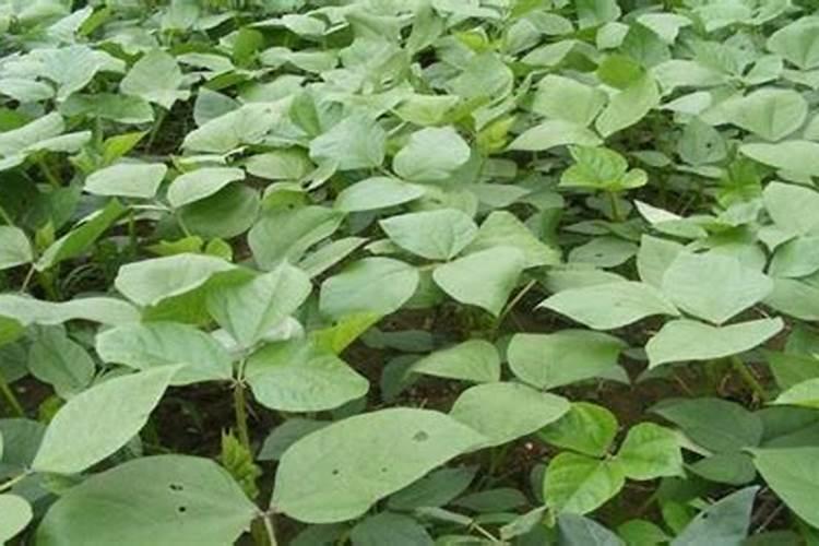 绿豆做培养基需要提前浸泡吗