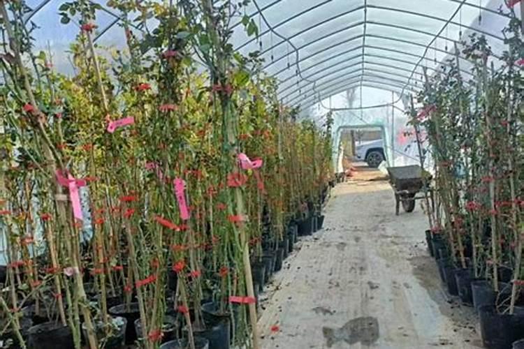 家里的葡萄在开花期了,用什么叶面肥好？