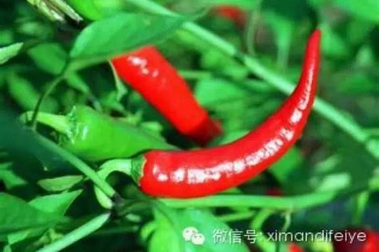 菜叶如何发酵做肥料