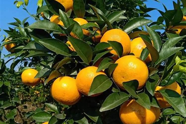 各位讲一讲夏天幸福树几天浇水？有什么值得注意的