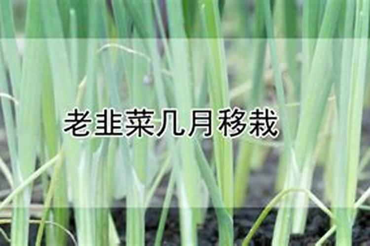 种韭菜能施复合肥吗