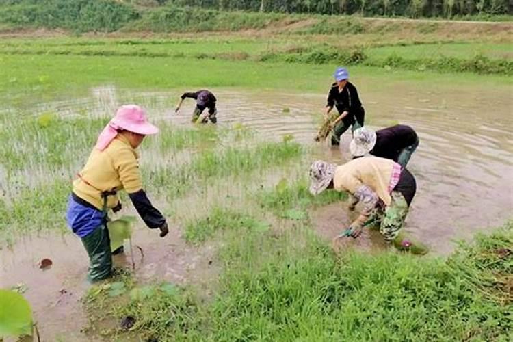湘莲荷叶枯边还烂根是怎么了？