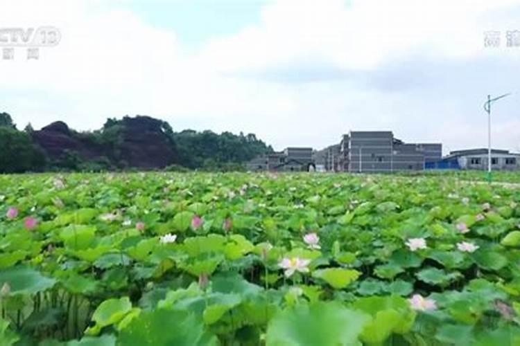 湘莲的种植枝术
