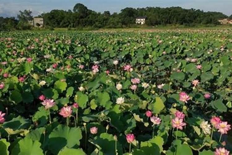 “太空莲”怎样种植？