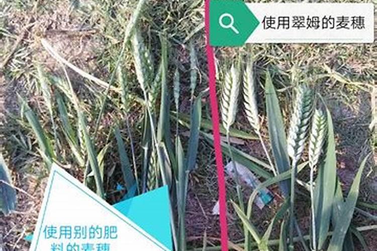 钙肥撒施好还是沟施好？