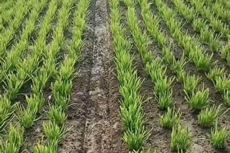 韭菜养根期用什么肥料
