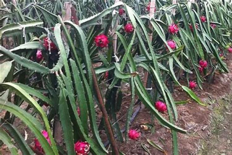 火龙果开花要施什么肥