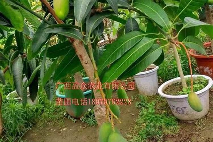 种芒果施什么肥