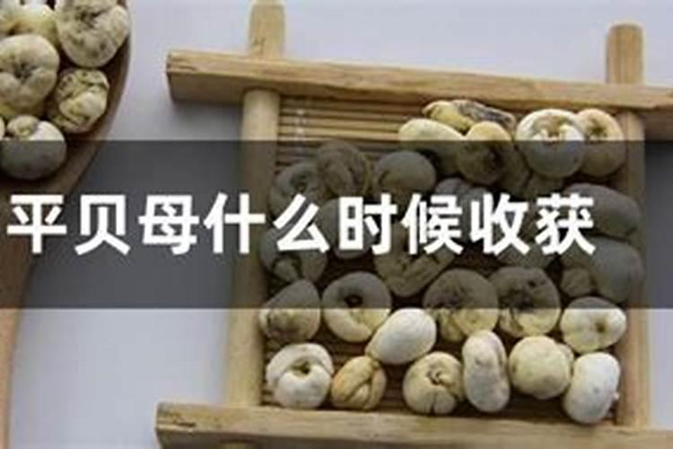 多肉植物对空气湿度的要求