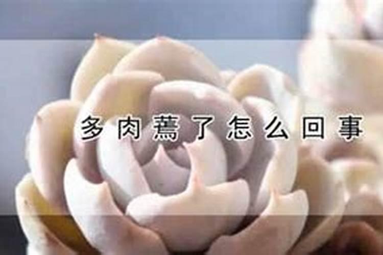 多肉服盆期间浇水了怎么办
