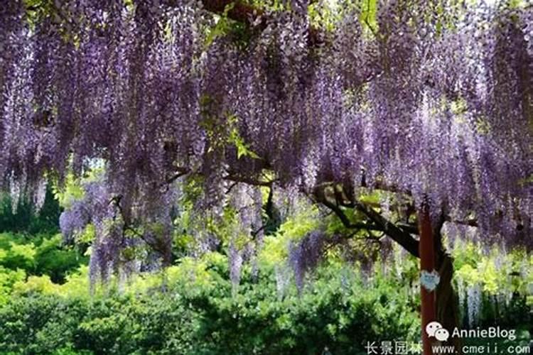 紫藤怎么种植