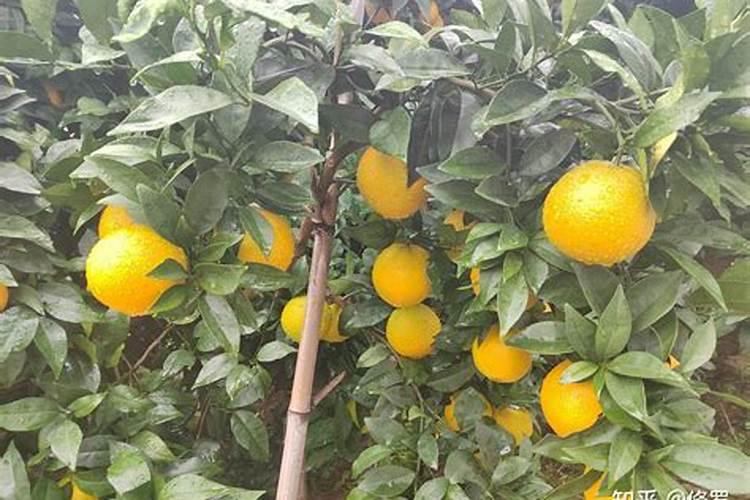 脐橙采果后喷什么叶面肥好