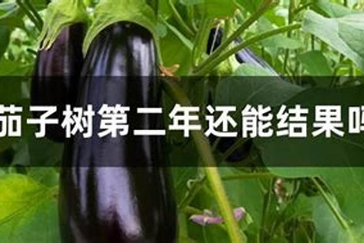 茄子什么时候施肥