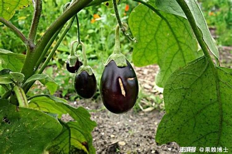 茄子膨果用什么肥料好？茄子促花保果膨大剂？膨大素什么时候用好？