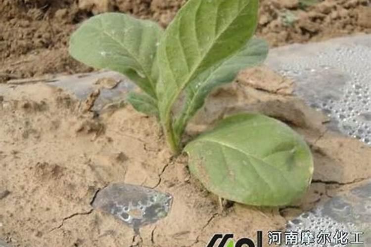 一亩烤烟用多少钾肥 什么时候施钾肥好