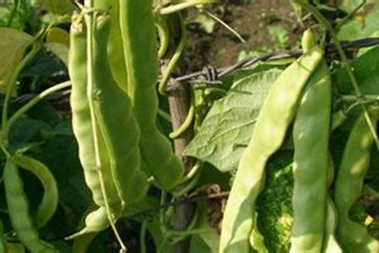 豆角开花后是追施肥好,还是叶面喷施好？