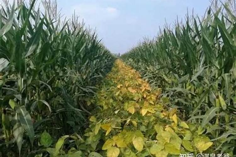 玉米刚抽穗已露头还能喷叶面肥吗？
