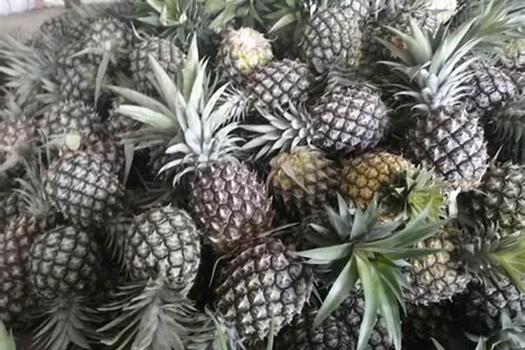 菠萝怎么种植方法