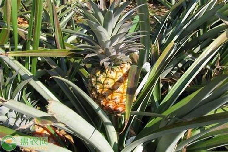 想要种植的菠萝高产,需要注意哪些问题？