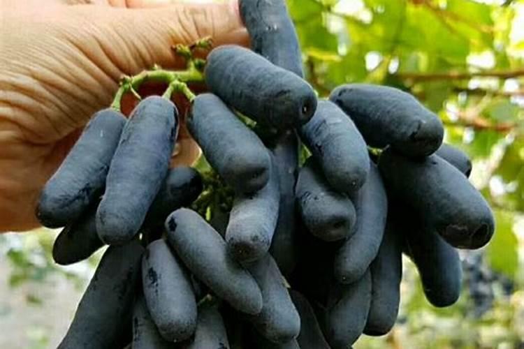 蓝宝石葡萄有种植成功的吗？