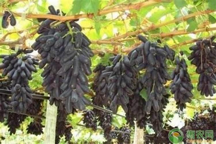 克伦生葡萄的缺点？