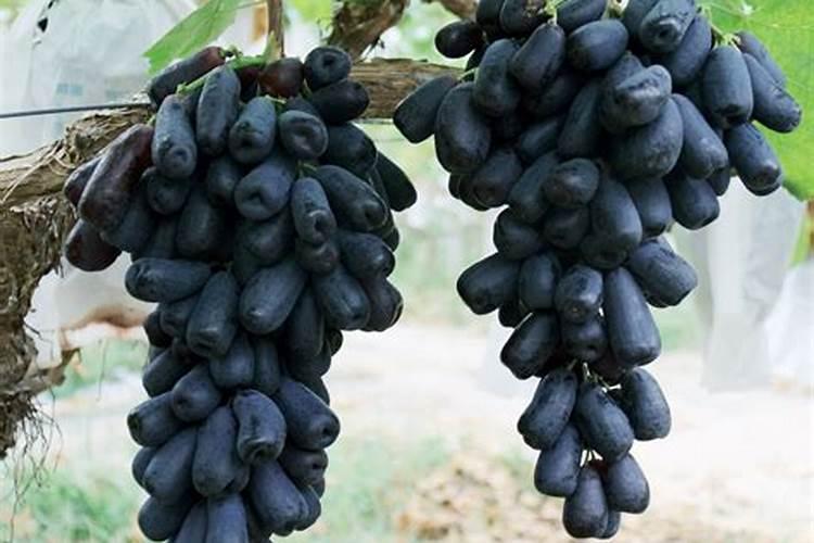 蓝宝石叶子红的原因用什么肥料会变绿吗？