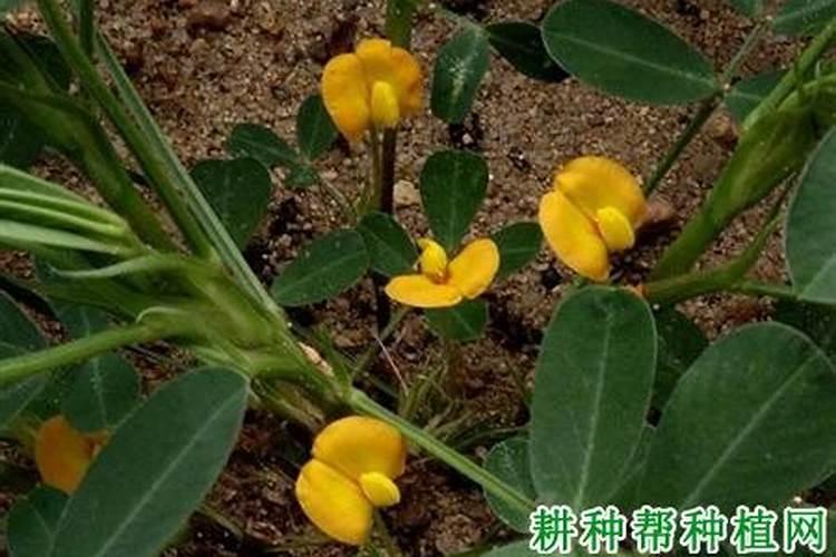 种植花生,给微量元素施加补充很重要,做好这几点,产量翻倍