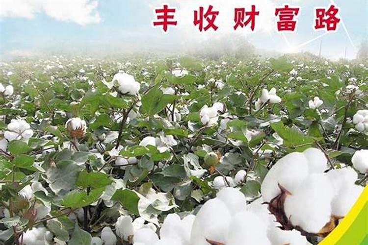 硅对植物生长的效果,如何正确施用硅肥