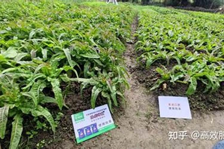 含羞草怎么浇水施肥