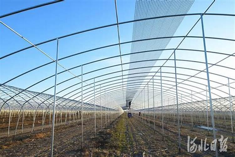 肥料发酵剂和菌肥可以用于果蔬种植么？怎么用