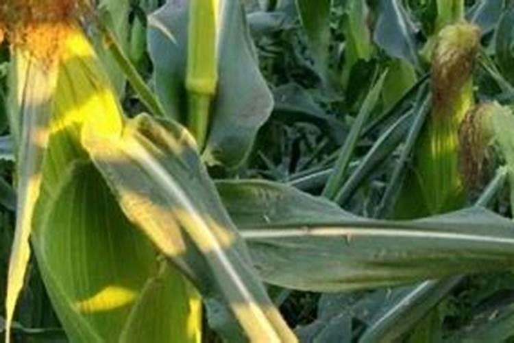 玉米什么时候打芸苔素