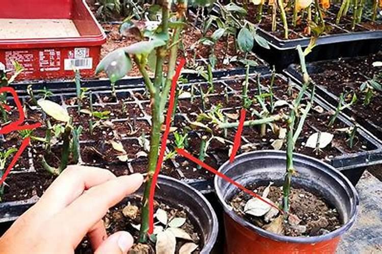 钙肥的作用及施用方法