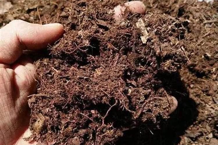栀子花正在开花的时候能施肥吗