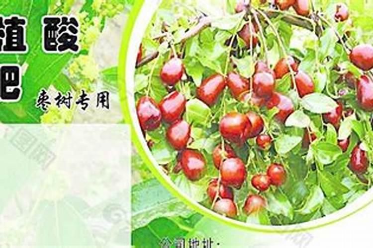 青枣高产施肥技巧 青枣应该怎么施肥