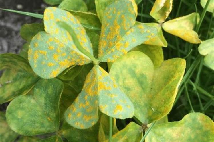 茶花叶子有锈斑怎么治