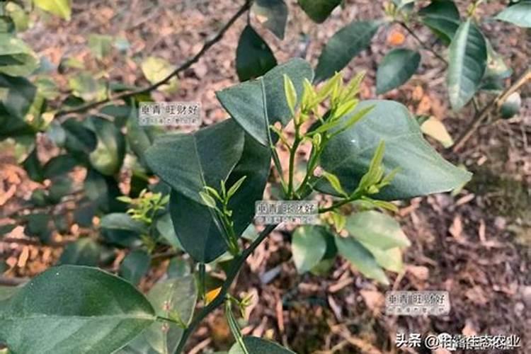 百香果三级枝要不要打顶