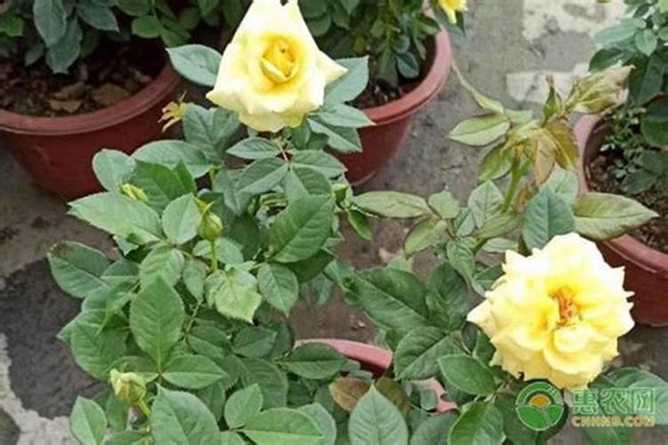 玫瑰老桩催芽方法