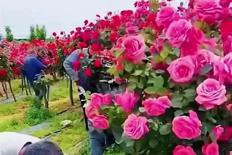 玫瑰老桩催芽方法