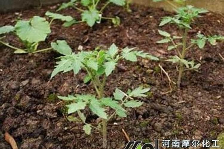 多肉植物第一次怎么种,用多肉种子种植是首选