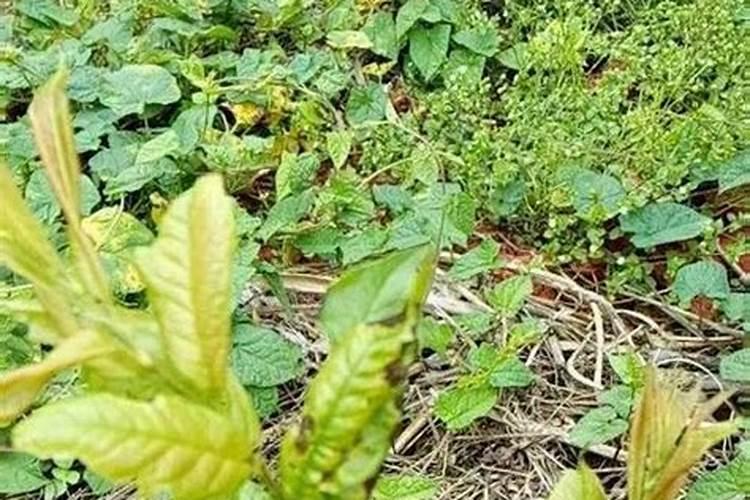 苹果树、梨树为何会出现大小年？克服大小年的措施有哪些？