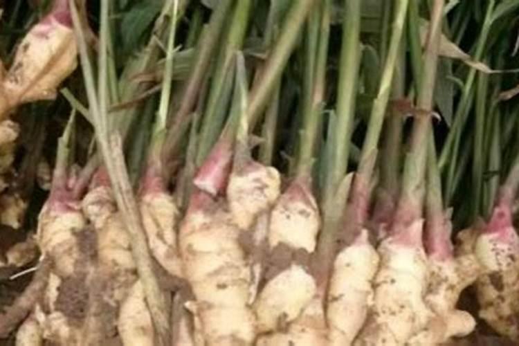 柑橘保花保果最佳用药