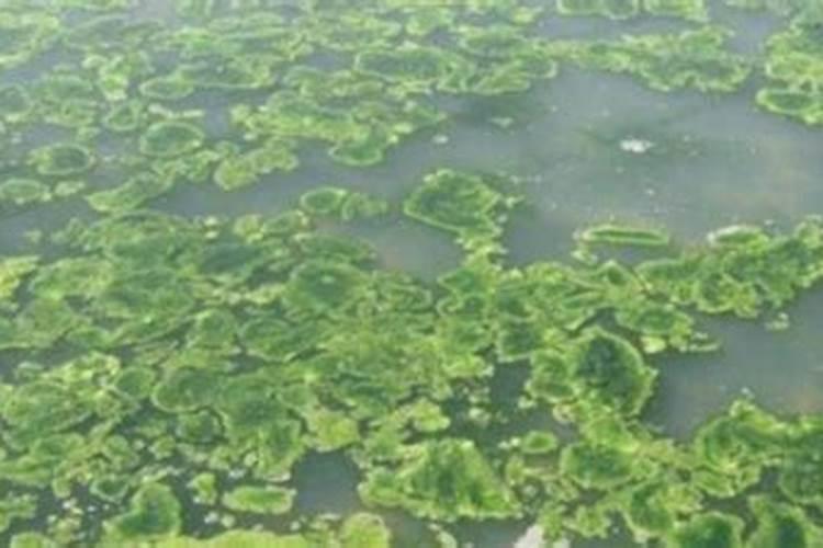 请问豆角红斑病怎样治疗？